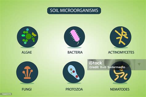 Soil Microorganisms That Reproduce In The Soil Stock Illustration - Download Image Now ...