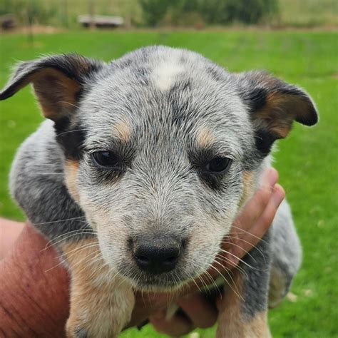 Blue Heeler Puppies For Sale