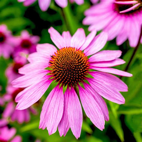 Purple Coneflower Seeds | Flower Seeds in Packets & Bulk | Eden Brothers