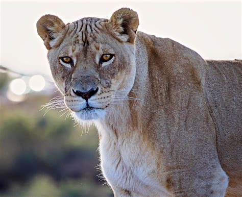 Pride - Portrait of a Lioness | Lions, Feline, Lion wallpaper