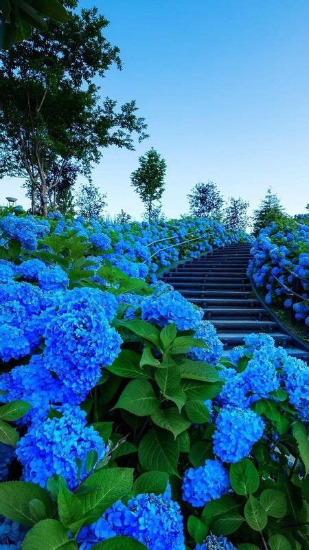 Beautiful Blue Flower Wallpaper | Best Flower Site