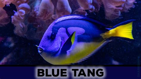 Blue Tang: Facts, Diet & Habitat Information - sharksinfo.com