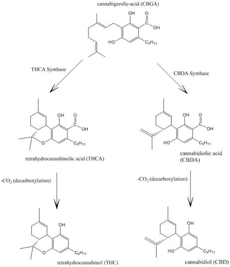 CBD vs THC - Everything You Need to Know, from Benefits to Side Effects