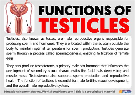 Functions of Testicles - Worksheets Planet