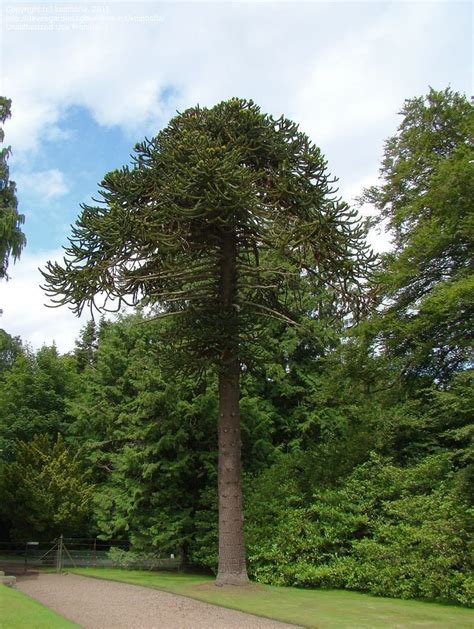 PlantFiles Pictures: Araucaria Species, Chilean Pine, Monkey Puzzle Tree, Monkey Tail Tree ...