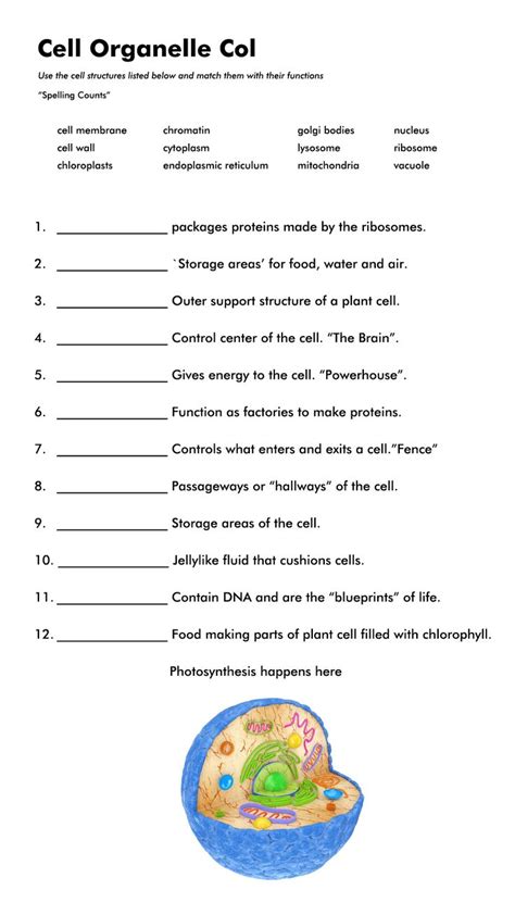 Cell Organelle Quiz in 2022 | Learn biology, Cells worksheet, Science cells