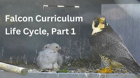 Falcon Curriculum: Life Cycle, Part 1 - YouTube