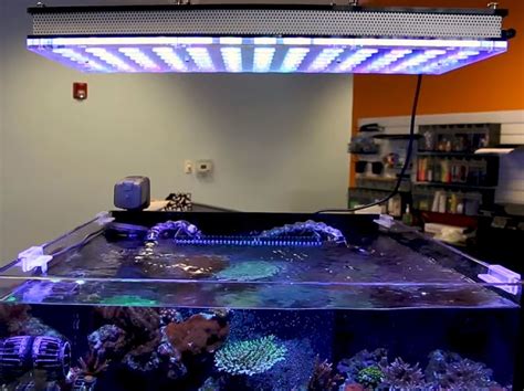 Reef tank LED lighting: The best mounting height for your corals - Reef FAQs - Bulk Reef Supply