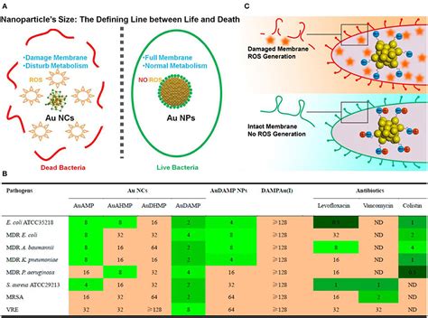Frontiers | Gold Nanoclusters for Bacterial Detection and Infection Therapy