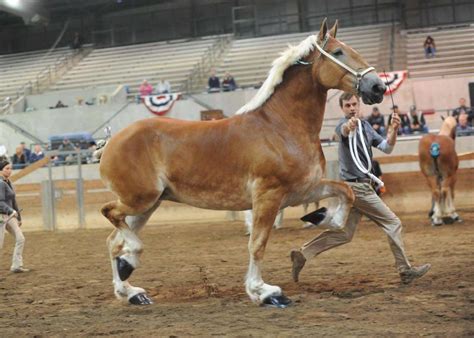 Belgian Draft Horse Corporation | Colors and Markings