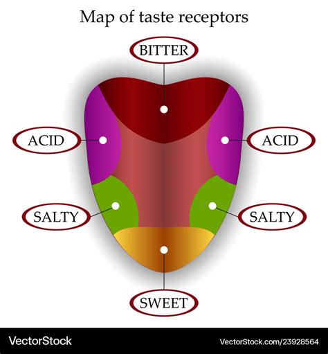 Taste Receptors On Tongue