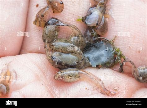 frog reproduction cycle Stock Photo - Alamy