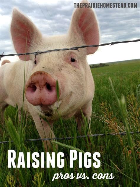 Raising Pigs: Pros & Cons | The Prairie Homestead | Raising farm ...