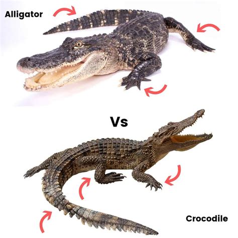 Crocodile Compared To Alligator