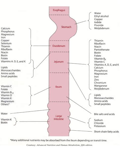 Vitamin and Mineral Absorption with the Duodenal Switch (DS) : ObesityHelp