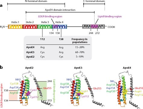 Figure 4 from Apolipoprotein E in Alzheimer's disease: an update. | Semantic Scholar