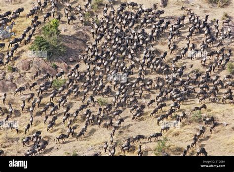 Aerial view of the Wildebeest migration. Up to 1.5 million wildebeest move through the Mara ...