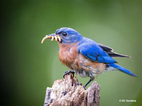 What Do Birds Eat? – The Diet Of Birds (From Seeds to Flesh)