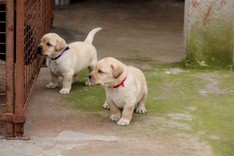 Labrador Retriever Dog Breed Information, Images, Characteristics, Health