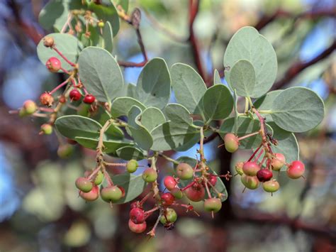 Whiteleaf Manzanita (U.S. National Park Service)