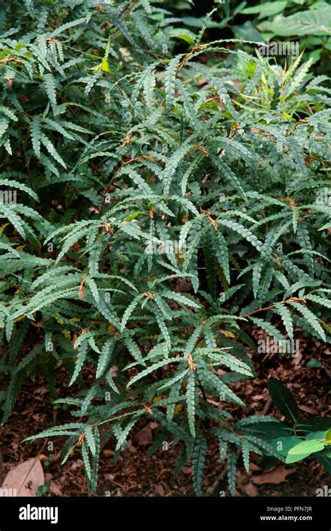 Comptonia peregrina (Sweetfern), shrub with long green leaves Stock Photo - Alamy