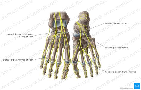 Arteries and nerves of the foot – Anatomy Atlas – Orthoracle LuanMD