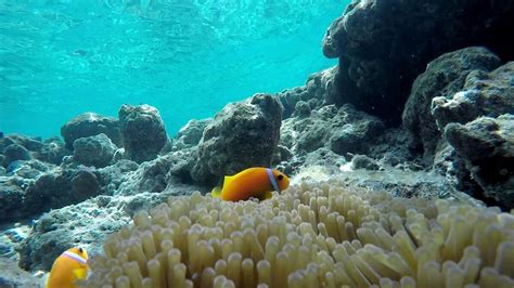 Snorkeling in Vilamendhoo Island Resort & Spa | Snorkeling the Maldives