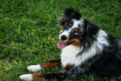 Toy Aussie: Your Complete Guide - Dog Academy