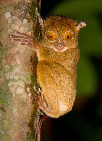 tarsier - Kids | Britannica Kids | Homework Help