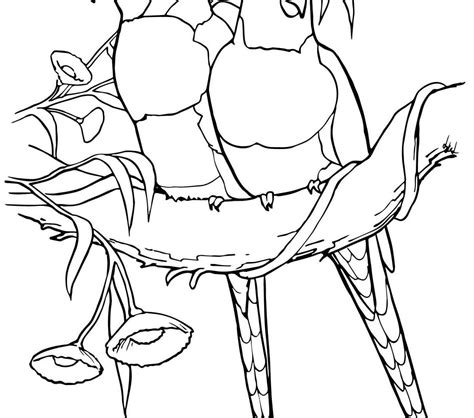 Rainforest Birds Coloring Pages at GetColorings.com | Free printable ...