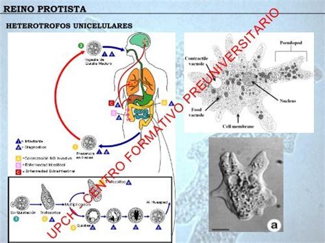 REINO PROTISTA HETEROTROF