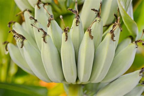 Banana Tree. Banana Flower. Banana Leaf. Banana Plant. Banana Fruit Stock Photo - Image of green ...