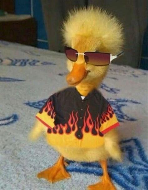 Пин на доске duck memes | Питомец, Детеныши животных, Утки