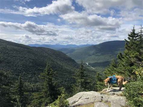 Wildcat Mountain, D Peak - Hiking with Dogs