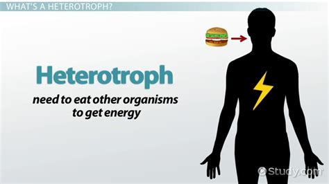 Heterotroph | Definition, Types & Examples - Lesson | Study.com