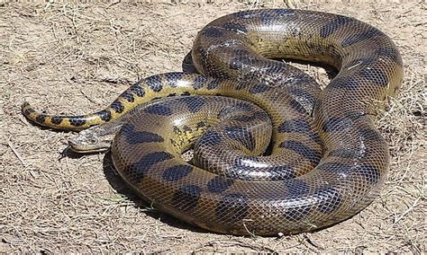 The Four Species Of Anacondas - WorldAtlas.com