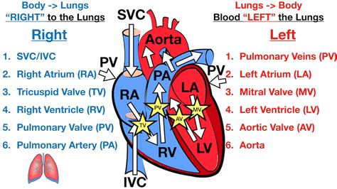 Heart Blood Flow | Simple Anatomy Diagram, Cardiac Circulation Pathway Steps — EZmed