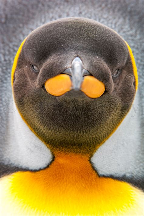 King Penguin Head – Tom Murphy Photography