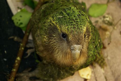 Kakapo, very rare New Zealand bird | Wirbeltiere, Vögel, Tiere