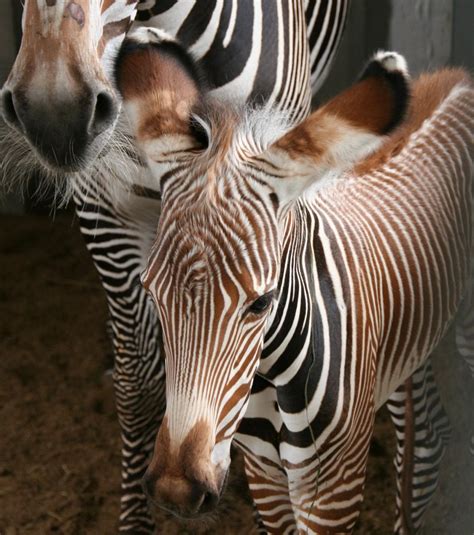 Naissance du zébron Noni au zoo de Planckendael