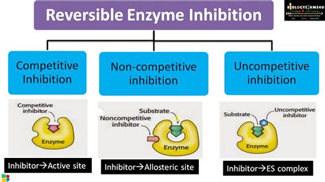 Non competitive inhibitor example