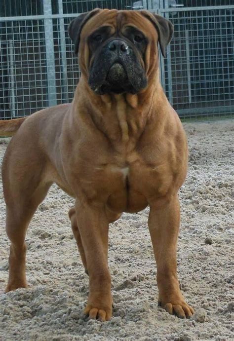 Large dog breeds, Dog breeds, Bull mastiff dogs