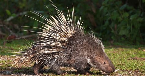 Porcupine facts, habitat, diet and species information