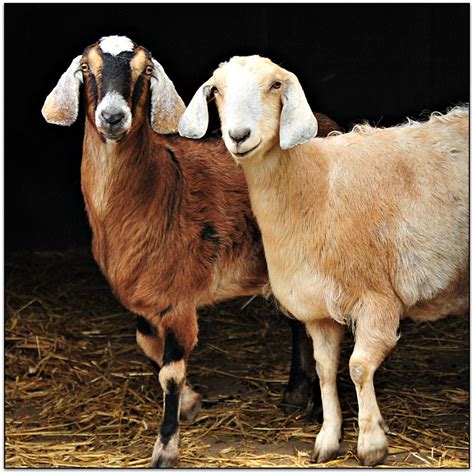 Anglo-Nubian Goats | The Anglo-Nubian breed originated in En… | Flickr