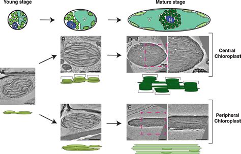 Frontiers | Electron Microscopy Views of Dimorphic Chloroplasts in C4 Plants