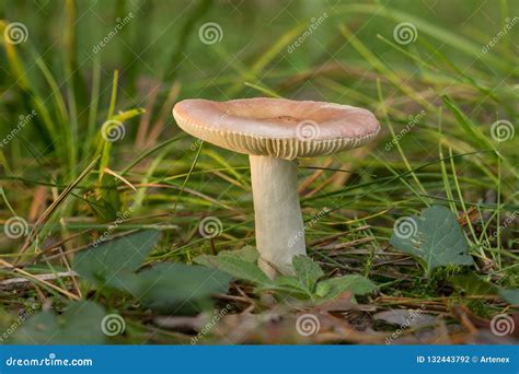 Russula Rosea. Rosy Russula Mushroom is Edible Wild Fungus. Pink ...