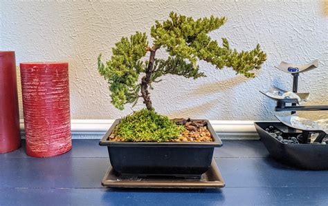 Introducing Mr Miyagi. I grew up watching The Karate Kid and have always wanted a bonsai tree ...