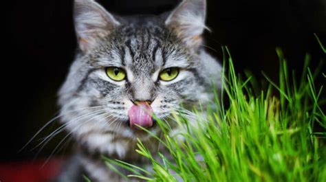 Cat Throwing Up Hairballs Daily – 5 Reasons Why & How to Stop It