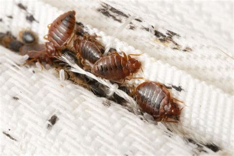 3 Tips on How to Prevent Bed Bugs in Your Home | Glendale, AZ