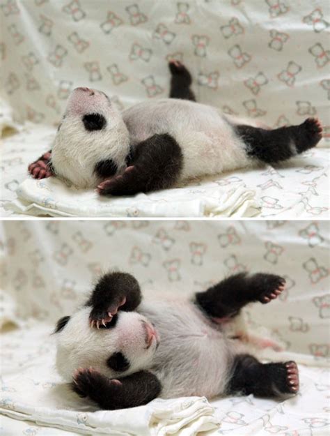 Cute animal pictures - Baby panda sleeping - goodtoknow